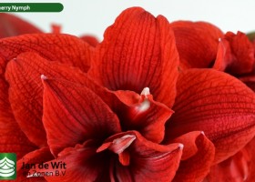 hippeastrum Chernym ® (4)